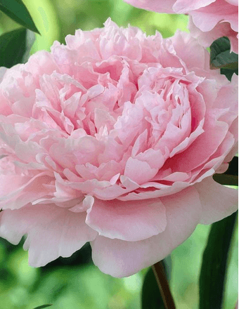 Violet A. Vogel Obituary