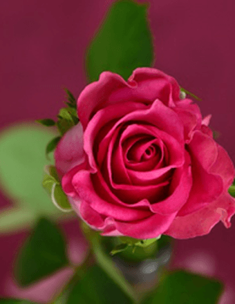 Deborah A. Clarke Obituary